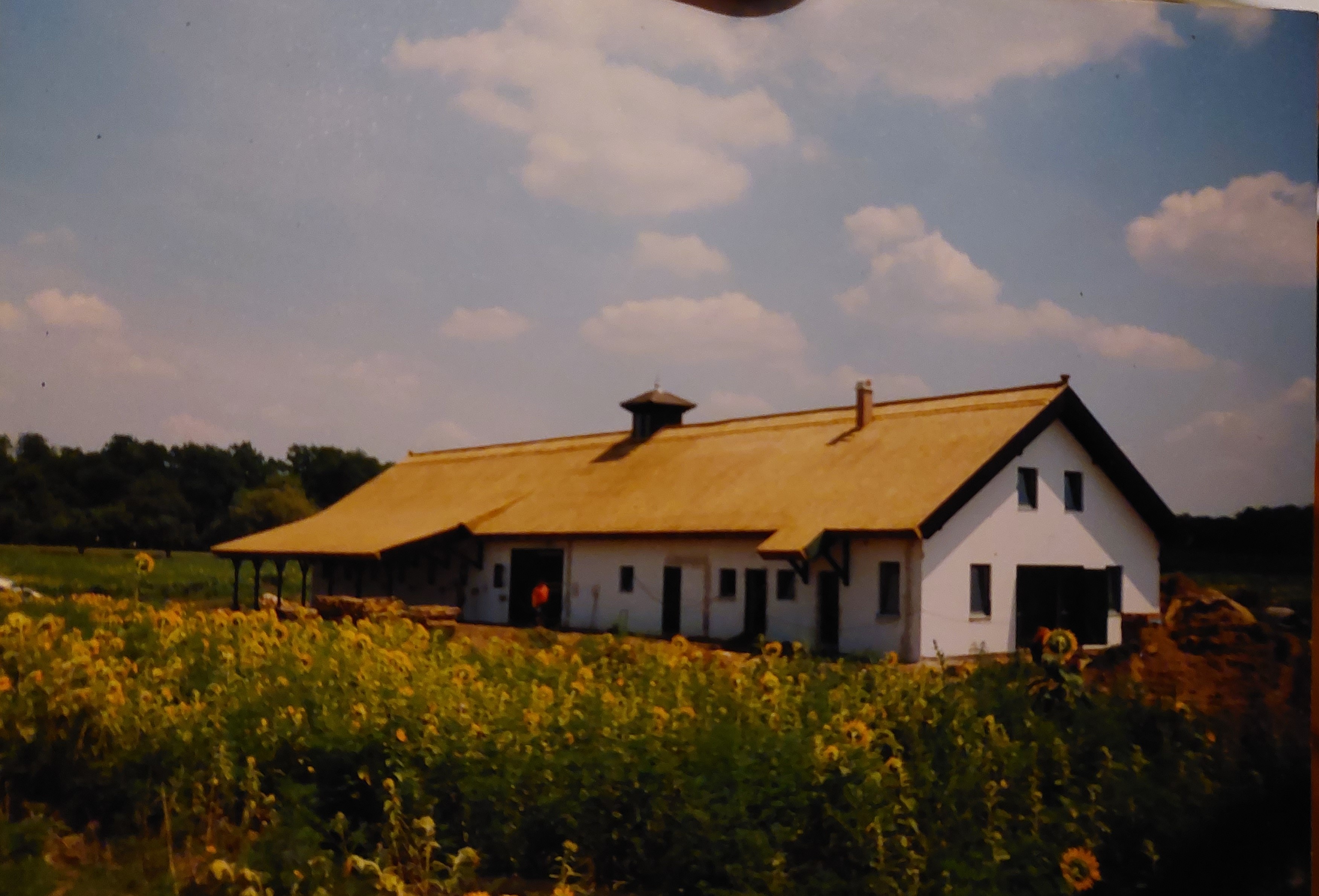 Új tető
